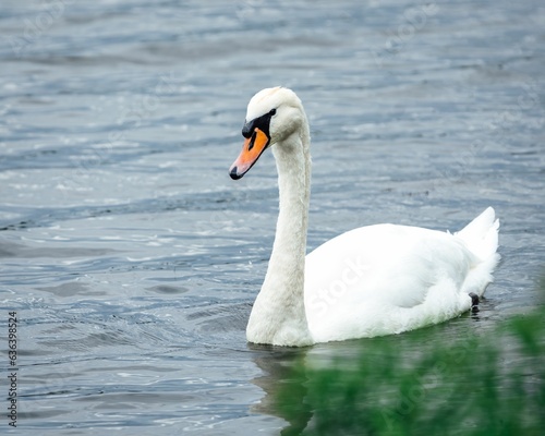 Fototapeta Naklejka Na Ścianę i Meble -  Solitary swan gracefully swimming in a body of water