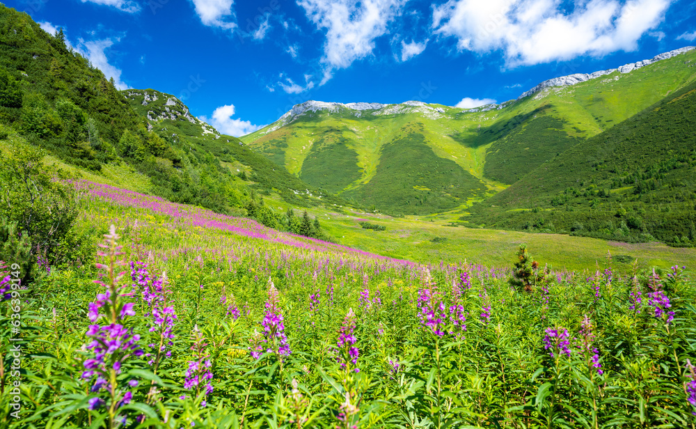 amazing view on Tatra mountains during summer with flowers meadow in Slovakia