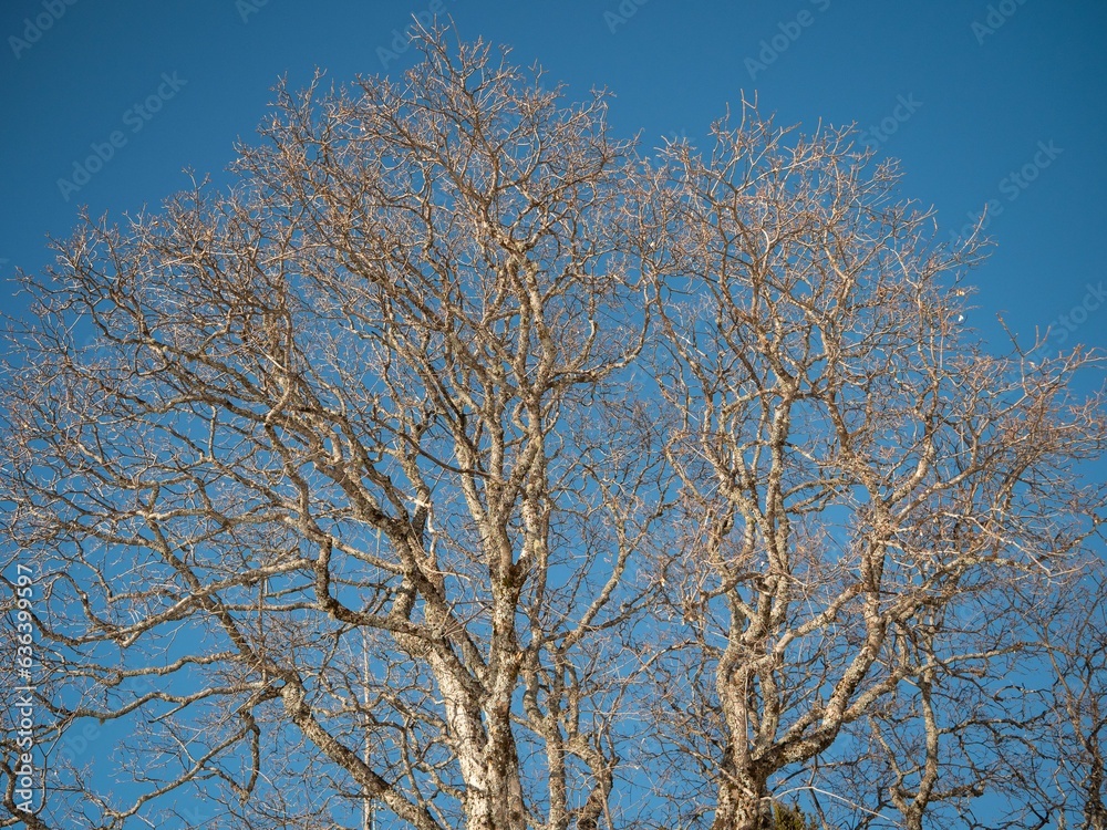 the bare branches of an old tree on a clear day the bare branches of an old tree on a clear day