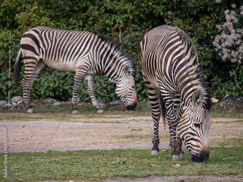 Beautiful zebra stands in the savannah of the Parc de la Tete d Or in Lyon  France