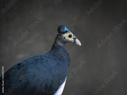The maleo (Macrocephalon maleo) is a large megapode and is endemic to Sulawesi. photo