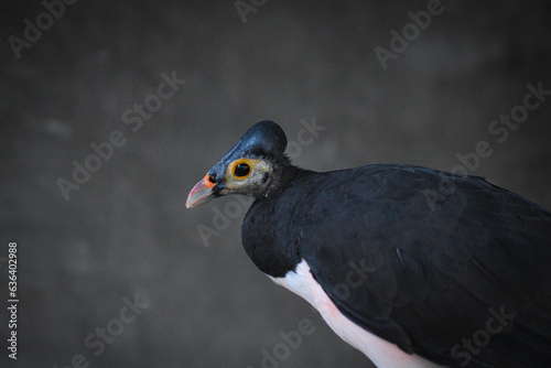 The maleo (Macrocephalon maleo) is a large megapode and is endemic to Sulawesi. photo