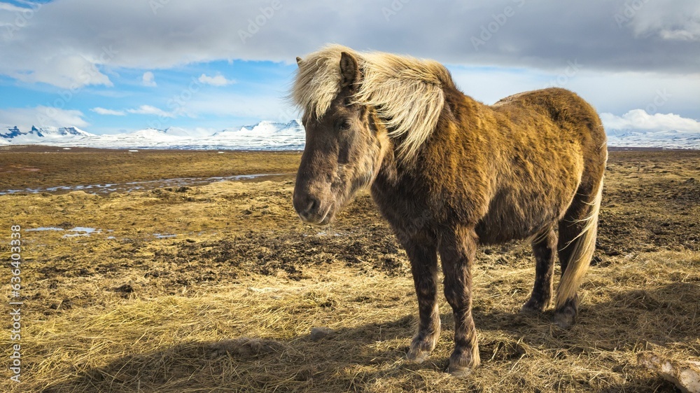 Majestic brown Icelandic horse standing atop a lush, hillside Majestic brown Icelandic horse standing atop a lush, hillside