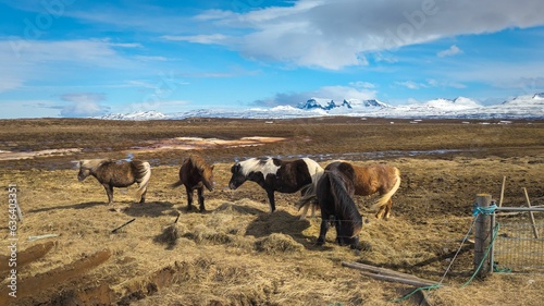 Brown Icelandic horses standing atop a lush, hillside © Tdal/Wirestock Creators
