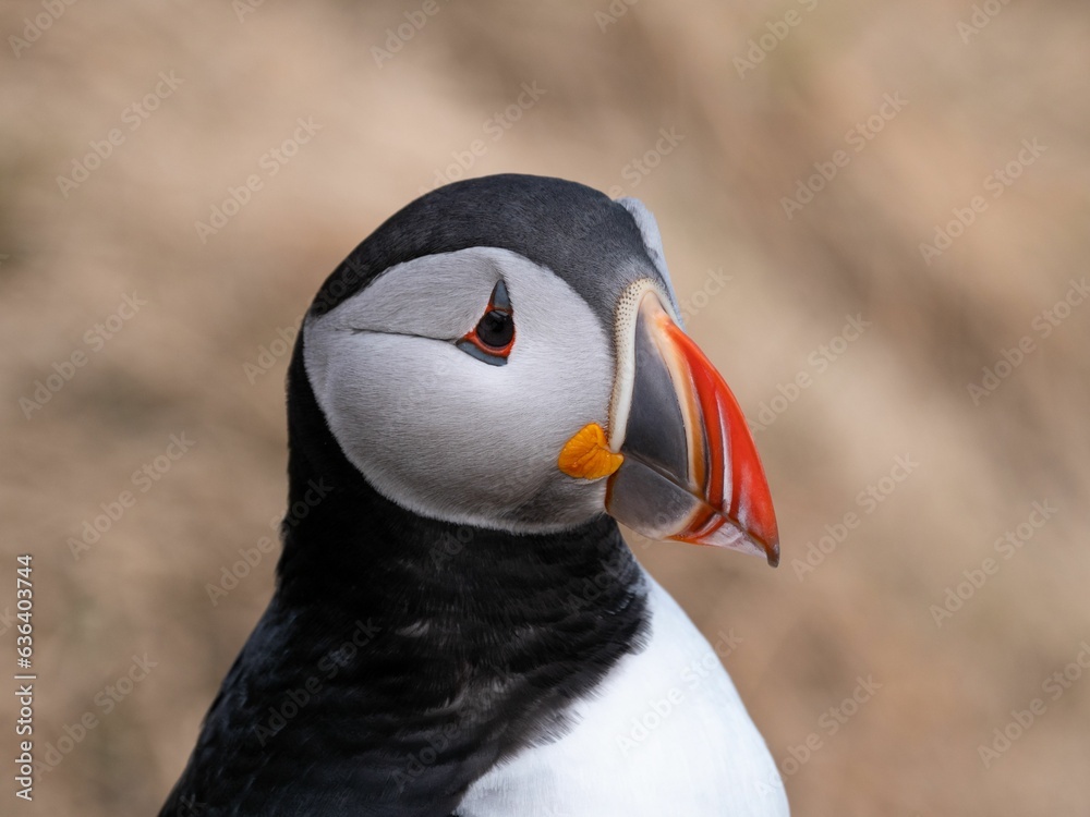 Naklejka premium Close-up shot of a puffin bird perched in a grassy area