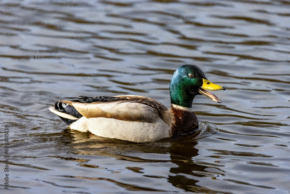 Obraz premium Beautiful mallard duck with a vibrant yellow bill is gliding gracefully in a tranquil lake