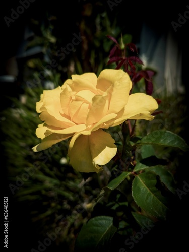 Vibrant yellow rose blooming in a lush garden on a breezy day photo