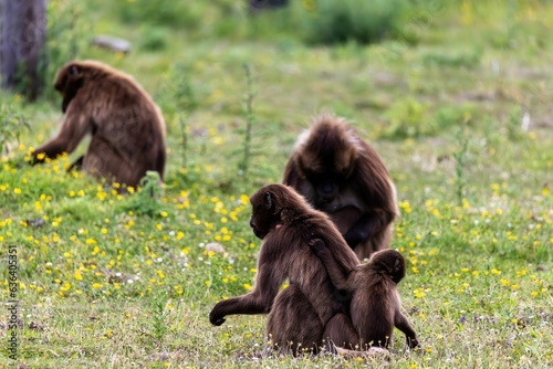 Image features monkeys standing in a grassy field surrounded by vibrant flowers photo