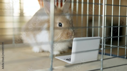Funny, cute bunny, rabbit using laptop. Watching intersting content on laptop in the cage. Funny animal laptop concept. Not free from work freelancer locked up like prison at home office concep photo