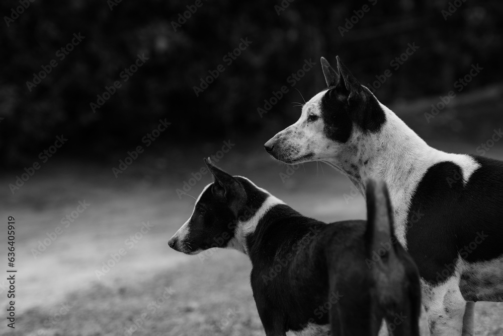 black and white dog