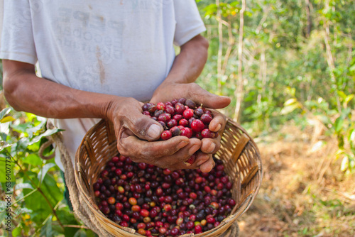 Cultivo de Café en Pluma Hidalgo Oaxaca