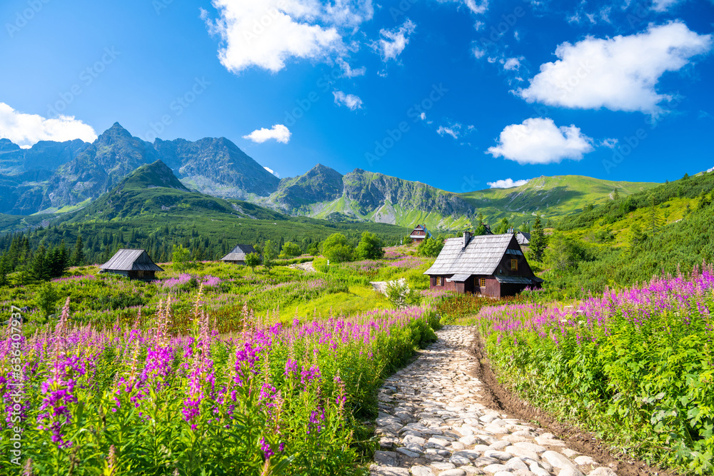 path through flowers meadow in Tatra mountains with wooden huts in Poland - obrazy, fototapety, plakaty 