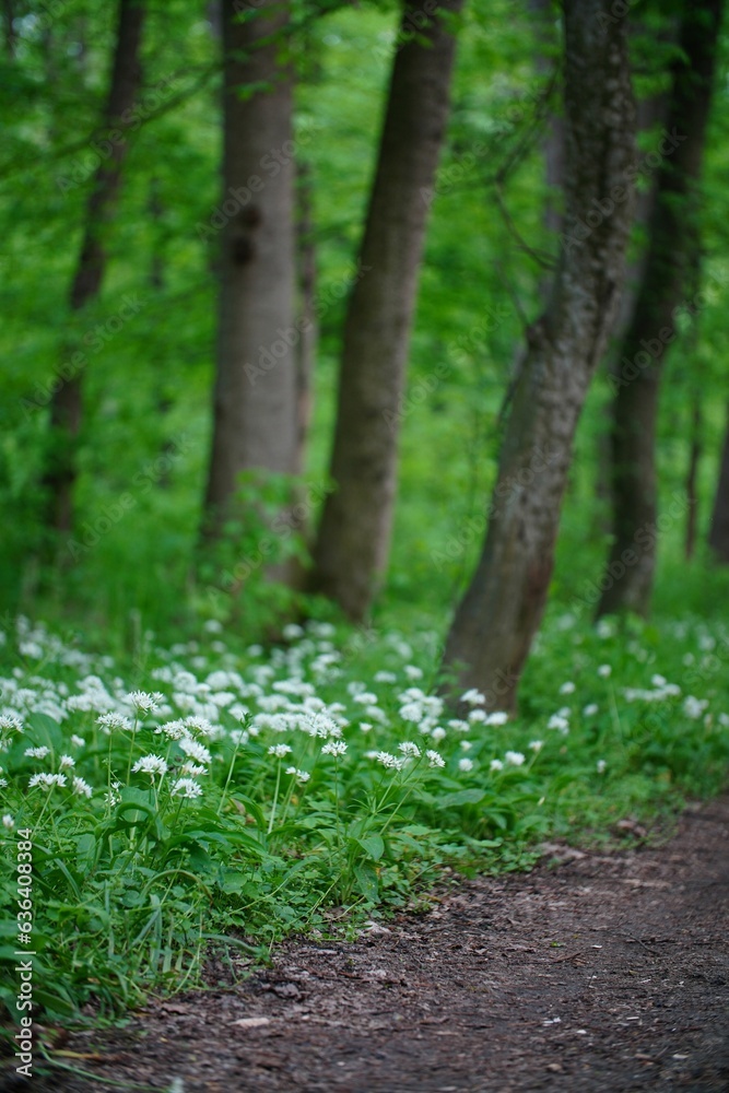 Beautiful landscape of a lush forest with large trees and white wildflowers in the foreground Beautiful landscape of a lush forest with large trees and white wildflowers in the foreground