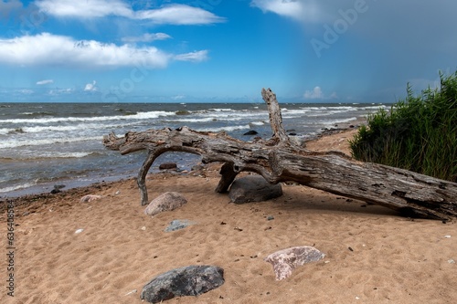 Fototapeta Naklejka Na Ścianę i Meble -  Scenic view of the Baltic Sea coastline near Lauci Stone in Latvia.