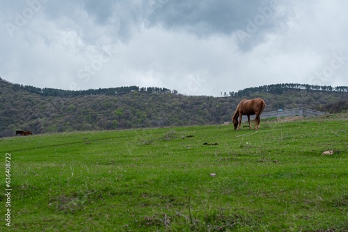 Brown horse peacefully grazing in a field under an overcast sky