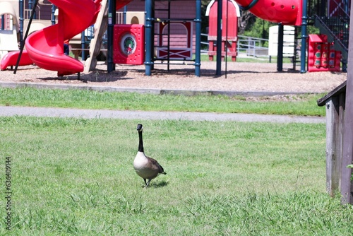 a goose walking across the lawn next to some equipment outside photo