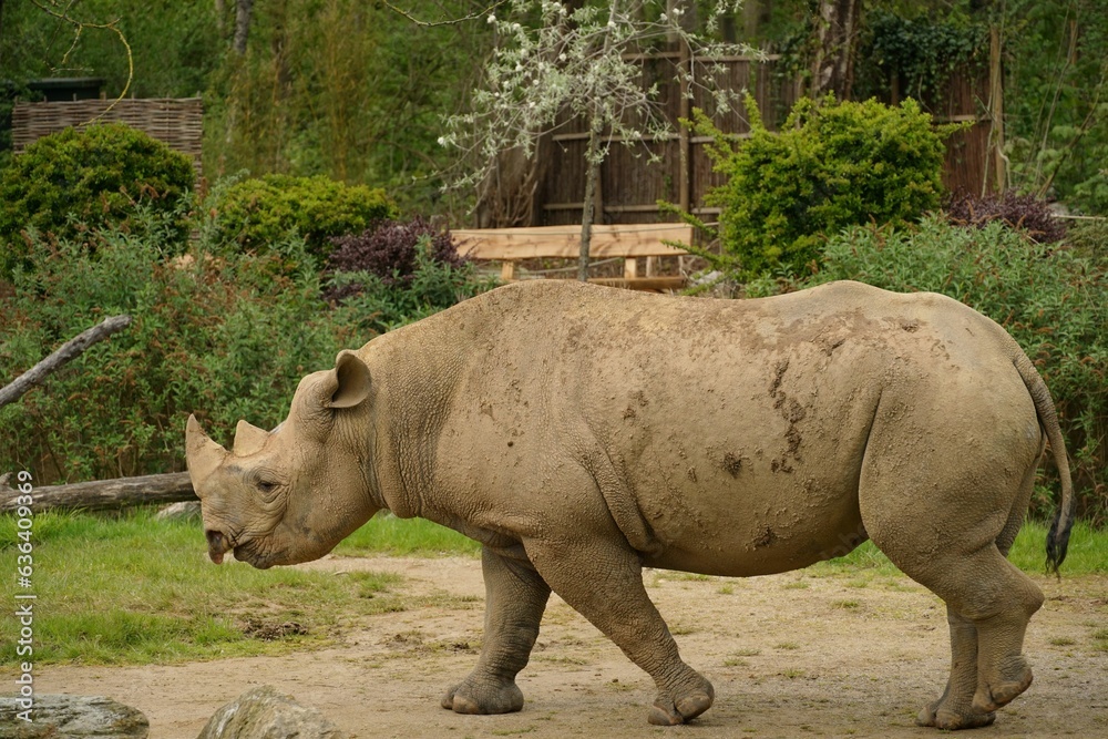 Majestic Eastern black rhinoceros walking in its enclosure in a zoo Majestic Eastern black rhinoceros walking in its enclosure in a zoo
