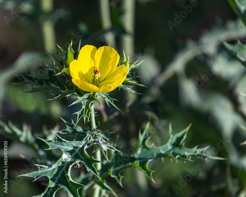 Close-up shot of a Mexican prickly poppy, Argemone mexicana. photo