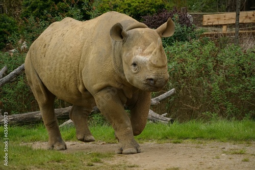Majestic Eastern black rhinoceros gracefully walking in its enclosure in a zoo