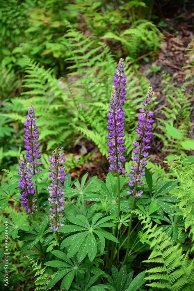 Vibrant view of stunning purple lupines and lush green ferns Vibrant view of stunning purple lupines and lush green ferns