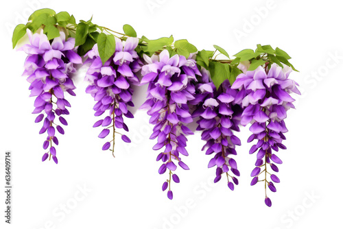 Beautiful American Wisteria flowers isolated on white background. Generative AI