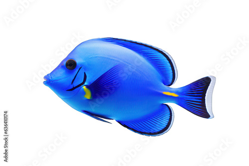 Blue tang isolated on white background. Generative AI