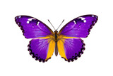 butterfly in violet and yellow in flight isolated on white background. Generative AI