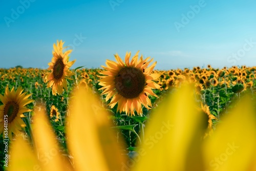 Stunninga field of sunflowers basking in the warm sunshine of a bright blue sky