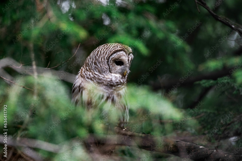 Fototapeta premium Owl perched atop a tree branch staring directly into the camera