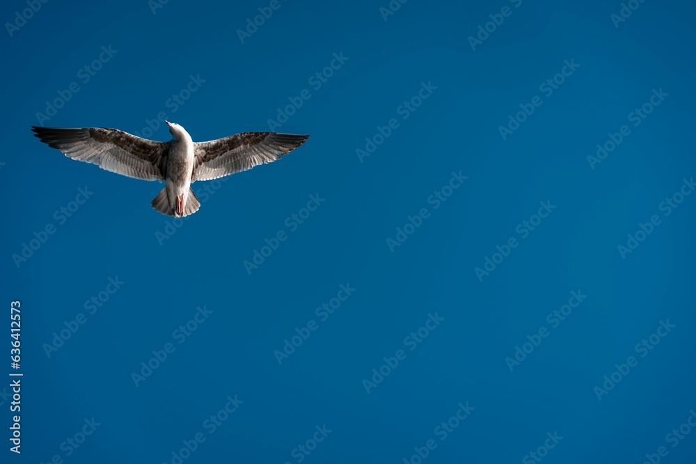 Seagull gliding gracefully through the clear blue sky with its wings outstretched Seagull gliding gracefully through the clear blue sky with its wings outstretched