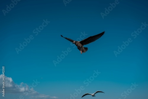 Seagulls soaring gracefully through a picturesque blue sky  Long Beach  California