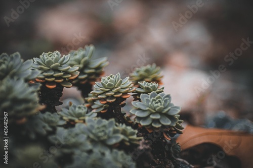 Closeup of succulent plants on a dark background