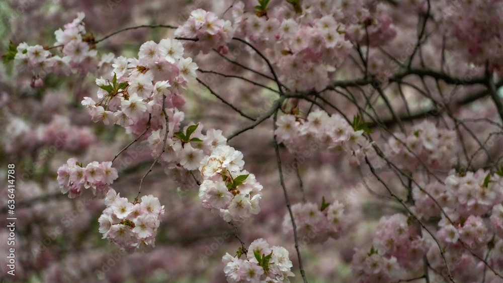 Closeup shot of Cherry Blossom flowers on a tree Closeup shot of Cherry Blossom flowers on a tree