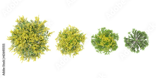 Acacia dealbata,Dill trees in the forest, top view, area view, isolated on transparent background, 3D illustration, cg render