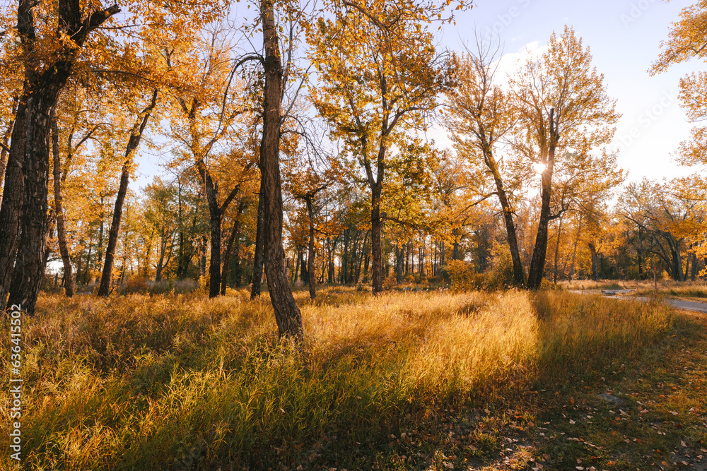 Fototapeta premium Sun shining through trees in the forest in Autumn