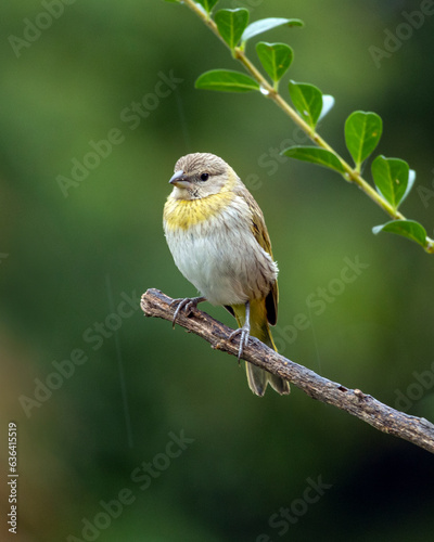 A female of Saffron Finch also known as Canario or Chirigue Azafranado under rain. Species Sicalis flaveola. Birdwatcher. bird lover. Birding. Yellowbird.