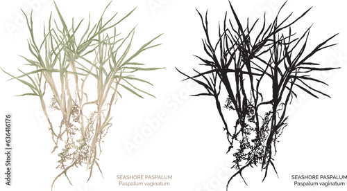 watercolor art vector illustration and PNG of color and black-and-white seashore paspalum (scientific name: paspalum vaginatum) by bazany creative