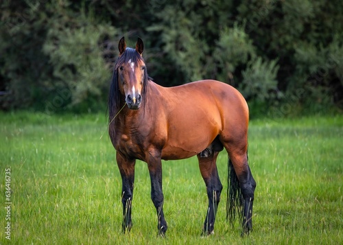 a brown horse standing in a field of grass with trees in the background