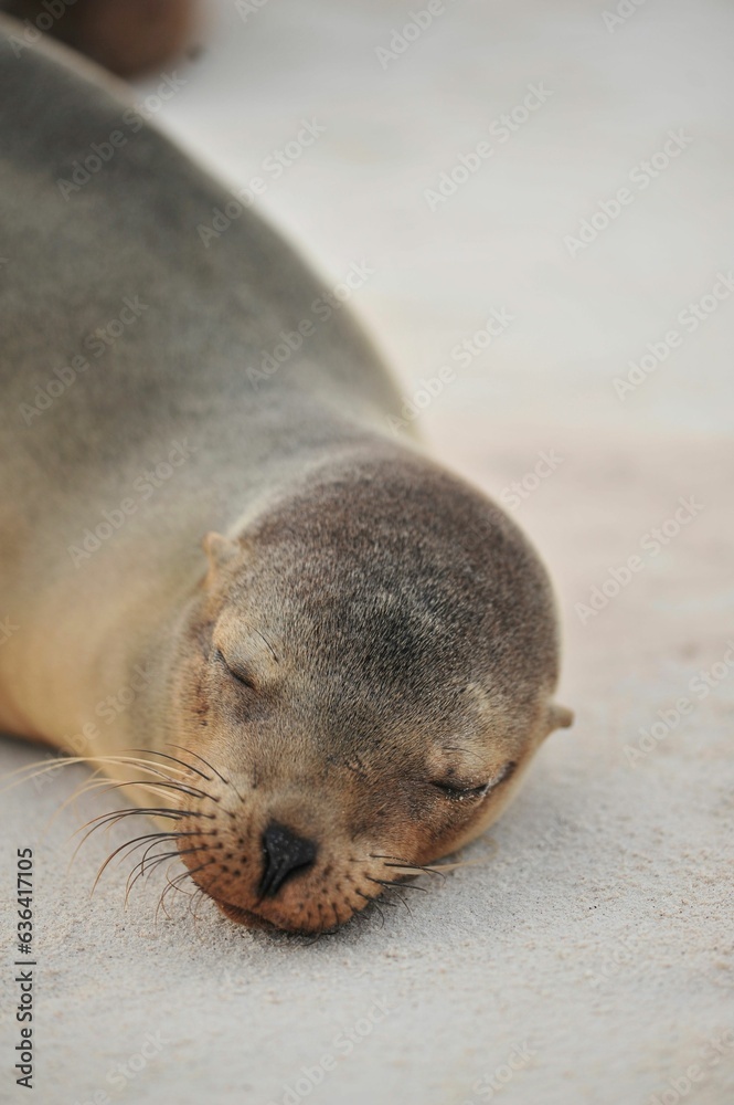 Fototapeta premium Photography of a sea lion sleeping on the beach