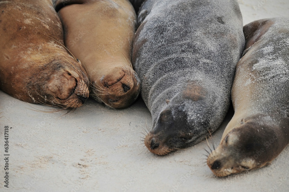 Fototapeta premium Photography of sea lions sleeping at the beach