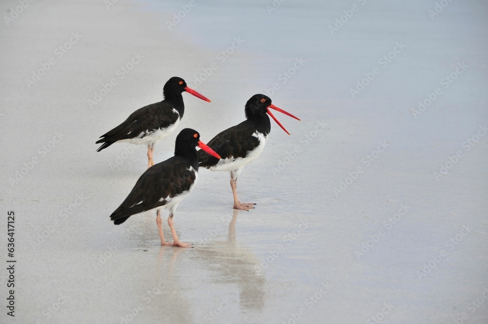 Birds with red bills on the seashore Birds with red bills on the seashore