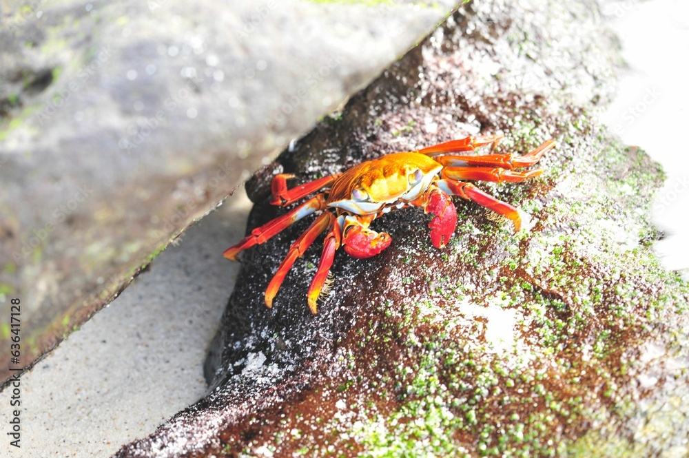 Photography of a red crab on a rock at the beach