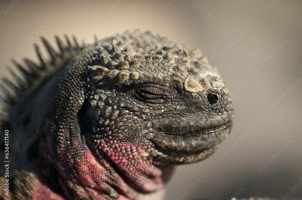 Obraz premium photography of a face of an iguana