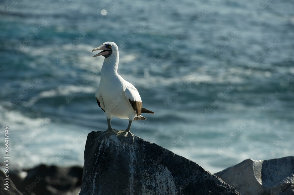 photography of a bird on a rock photography of a bird on a rock