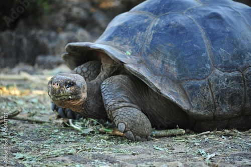 Photography of a galapagos turtle
