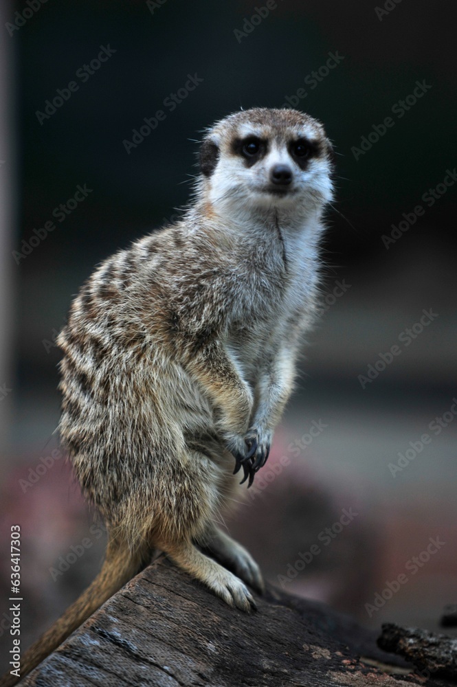 Fototapeta premium photography meerkat at the zoo