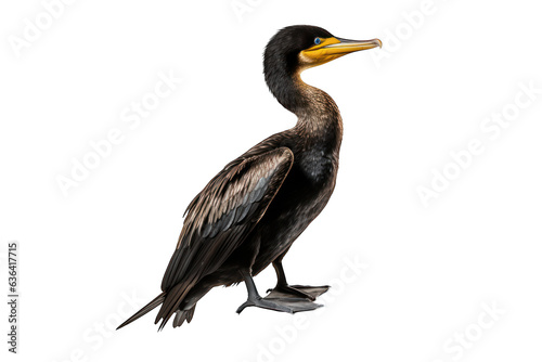 Great cormorant isolated on white background. Generative AI photo
