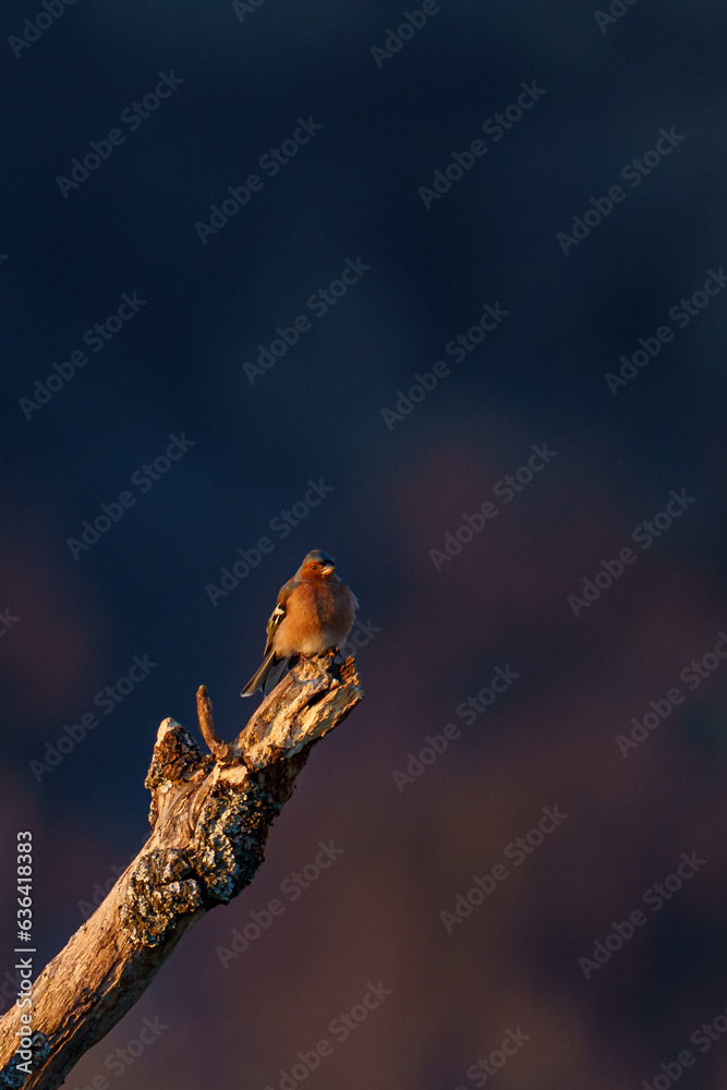 Vertical shot of a robin bird perched on a branch Vertical shot of a robin bird perched on a branch