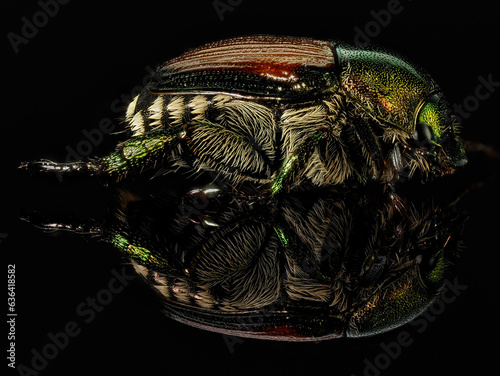 Side view, close-up and clorful picture of a Japanese Beetle with reflective view on black surface and black background.