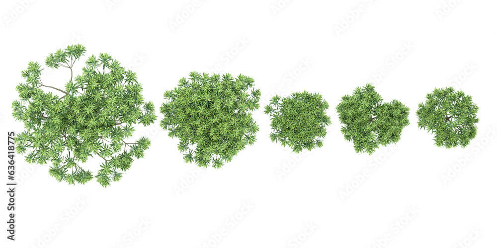 Plum pine tree top view for landscape plan and architecture